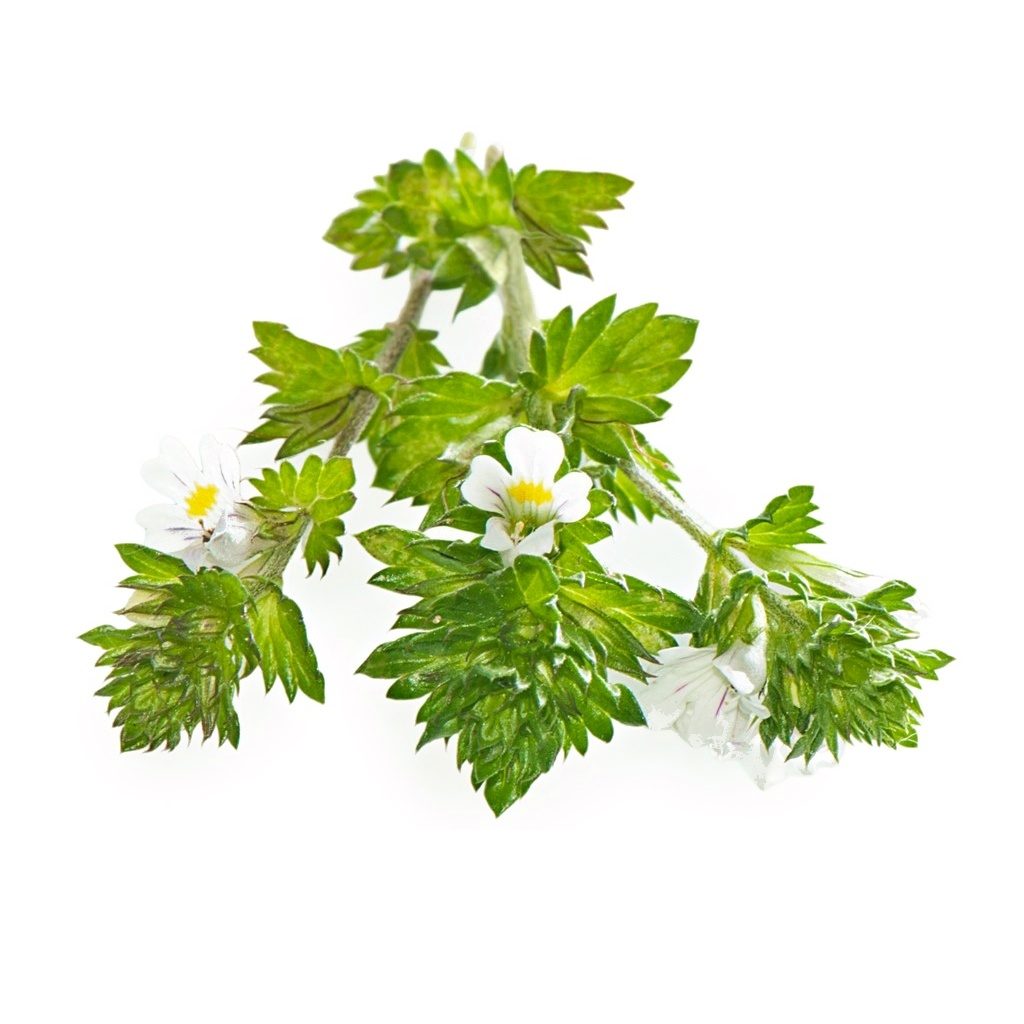 Eyebright Herb Extract