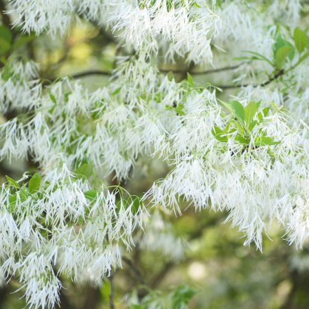 Fringe Tree Bark Extract