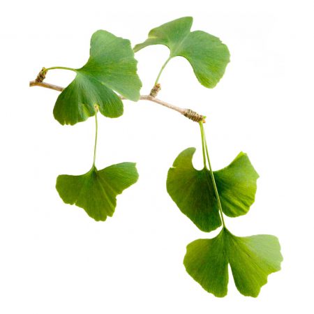 Ginkgo Biloba Herb Extract