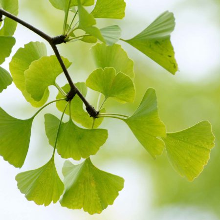 Ginkgo Biloba Herb Extract