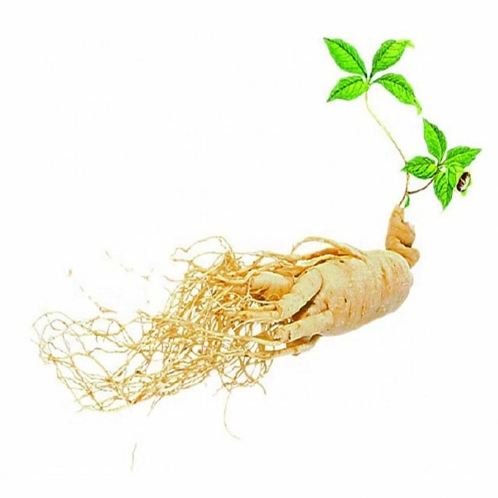 Ginseng, Panax, American Root Extract