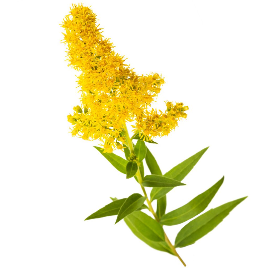 Goldenrod Flower Extract