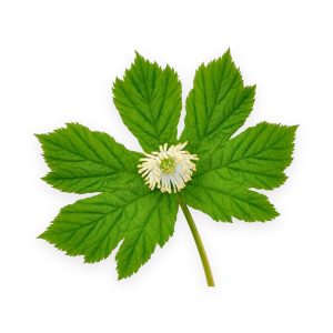 Goldenseal Root Extract