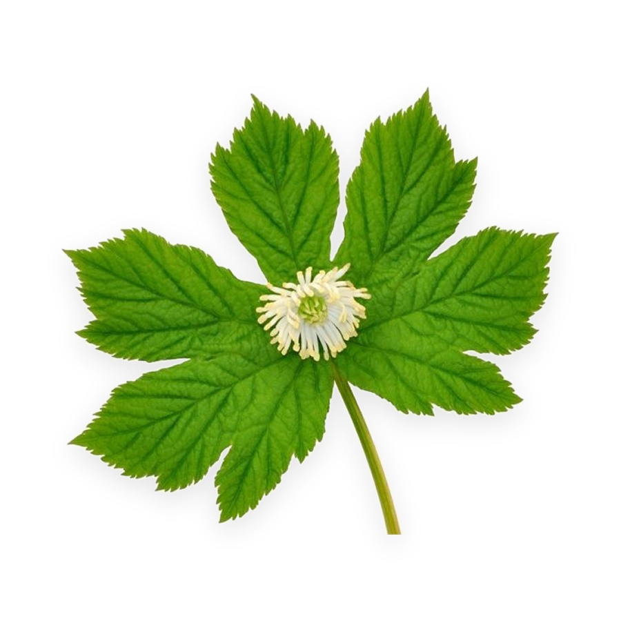 Goldenseal Root Extract