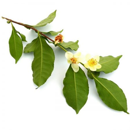 Green Tea, Japanese Extract