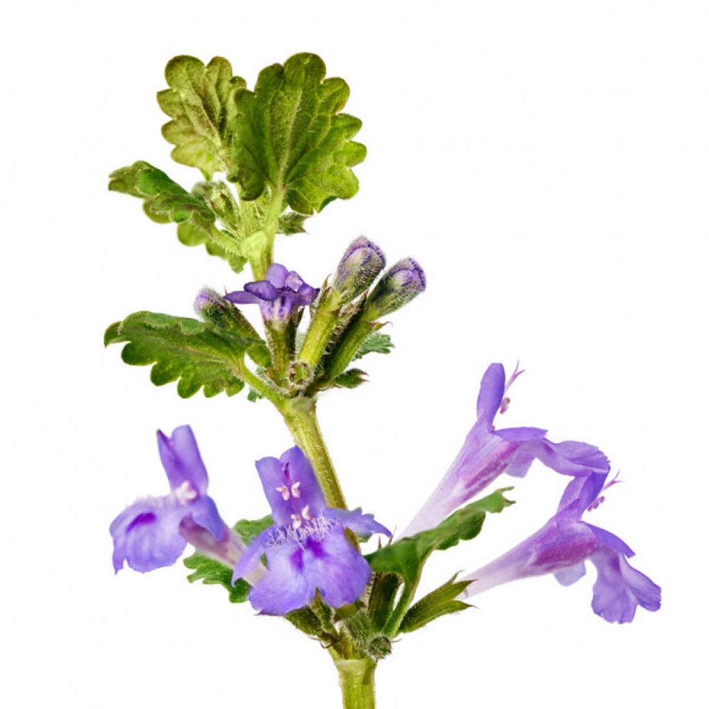 Ground Ivy Herbal Extract