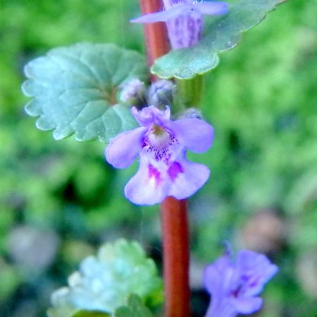 Ground Ivy Herbal Extract
