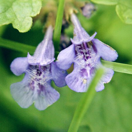 Ground Ivy Herbal Extract