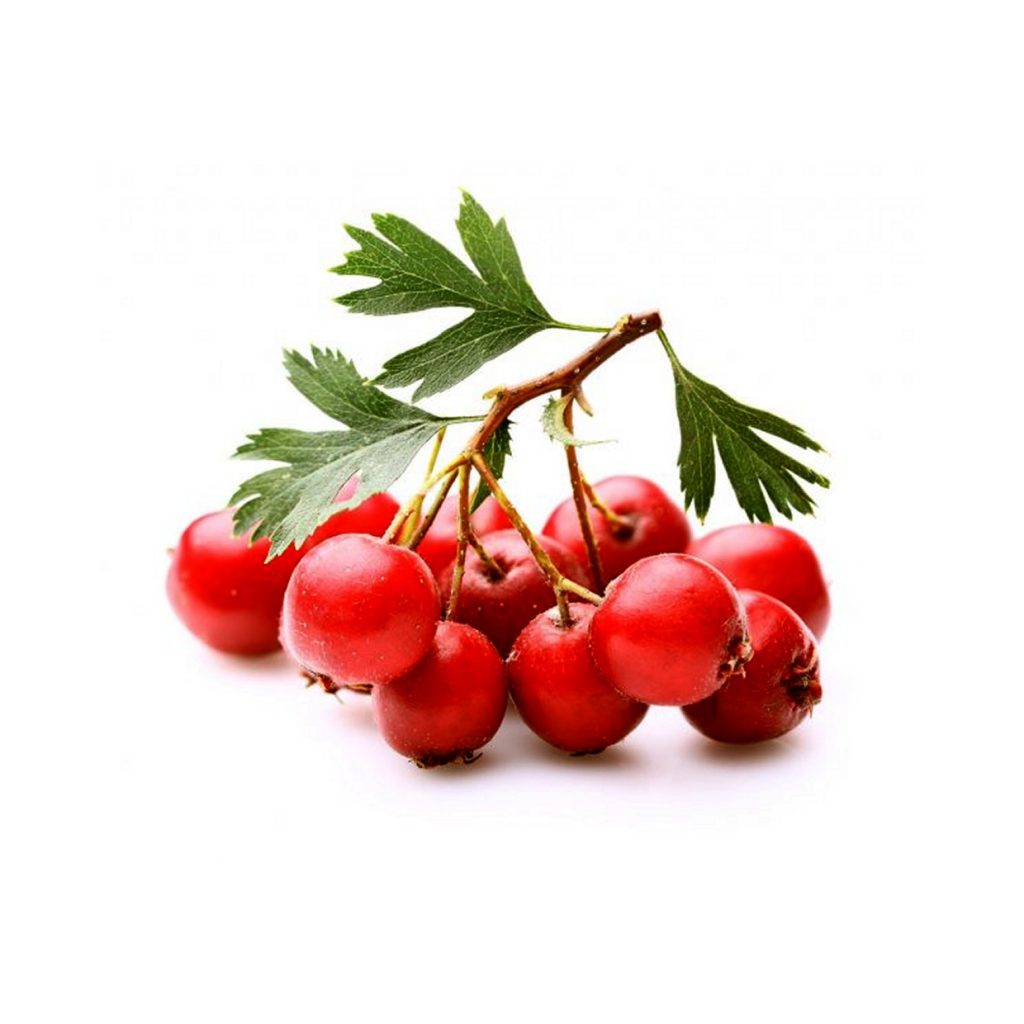 Hawthorne Berry Extract