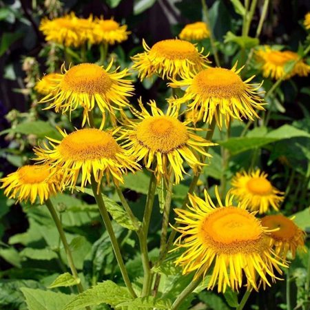 Elecampagne Root Extract