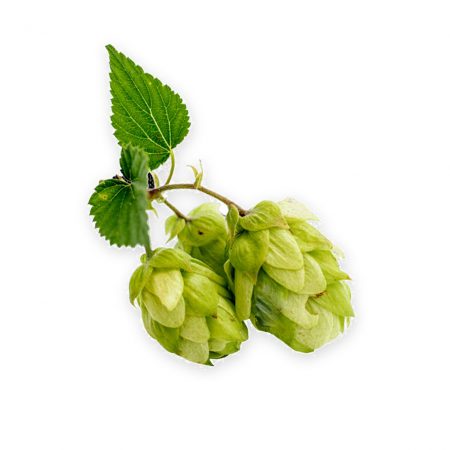 Hops Flower Extract