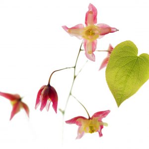 Horny Goat Weed Extract