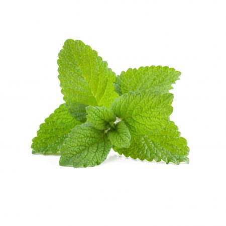 Lemon Balm (Melissa) Extract