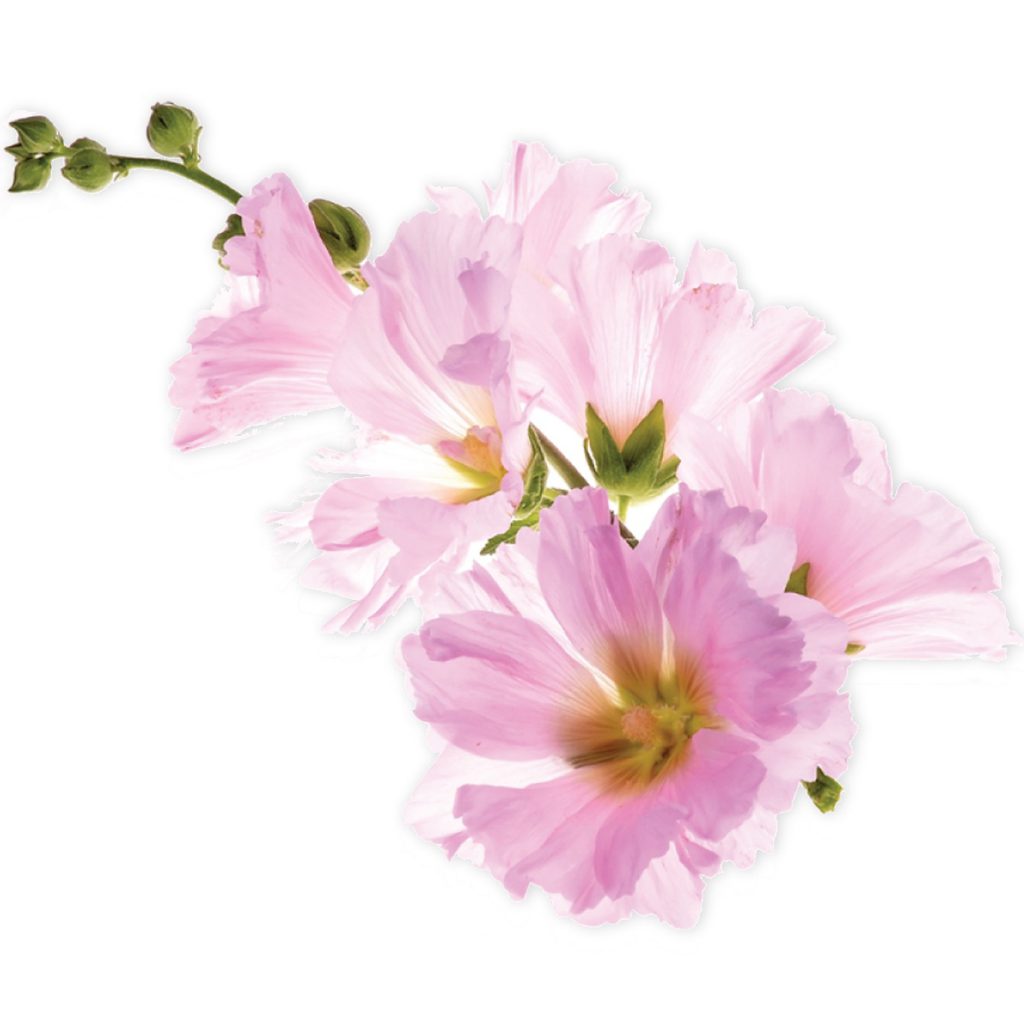 Marshmallow Root Extract