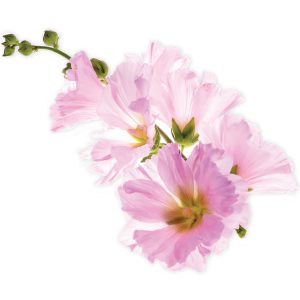 Marshmallow Root Extract