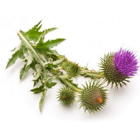 Milk Thistle Seed Extract