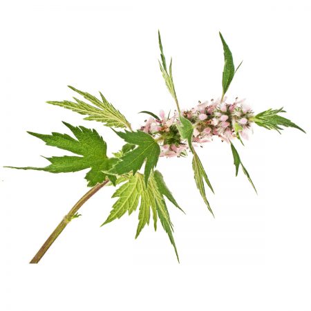 Motherwort Leaf Extract