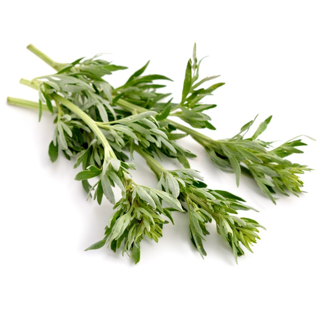 Mugwort Herbal Extract