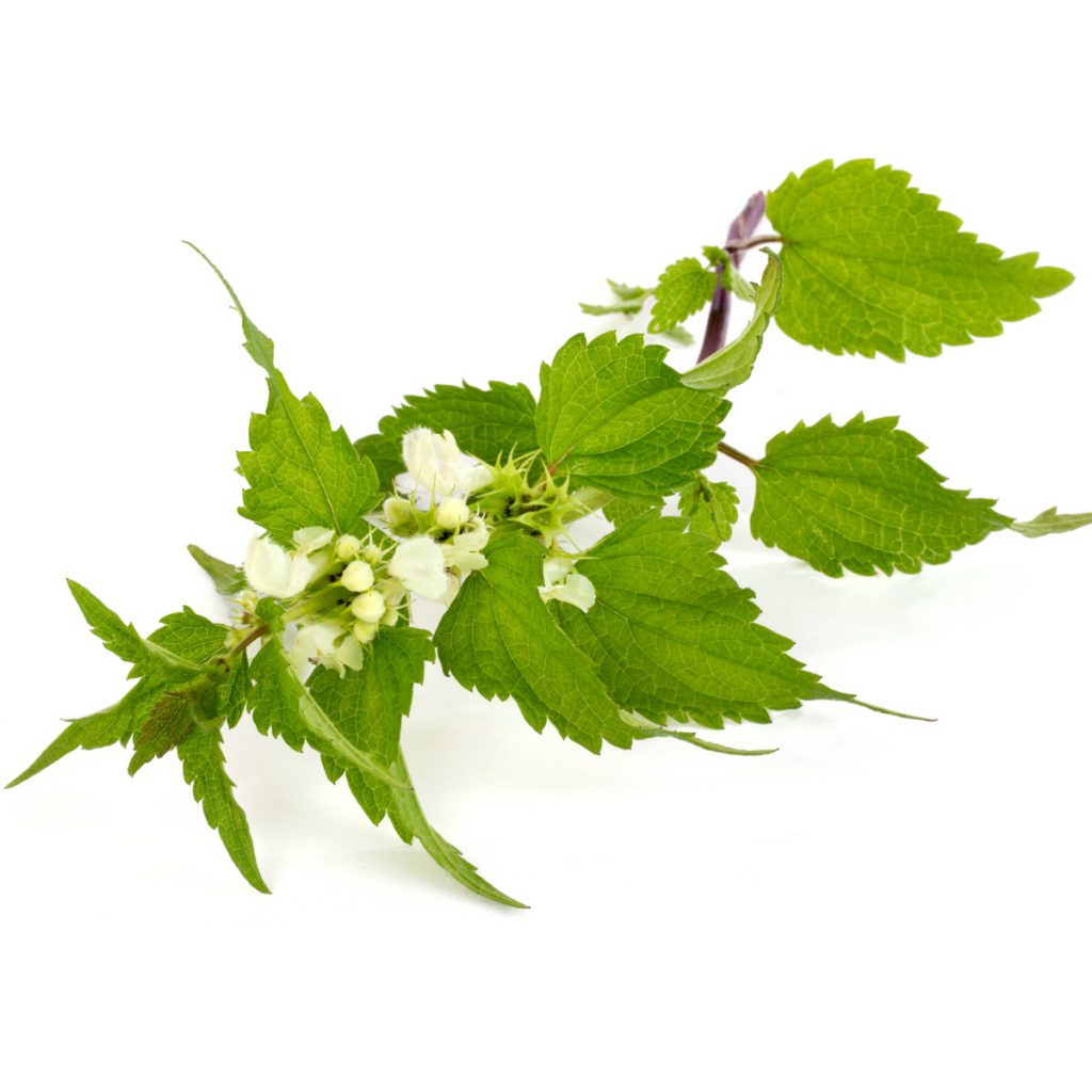 Nettle Leaf Extract