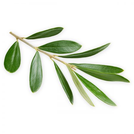 Olive Leaf Extract