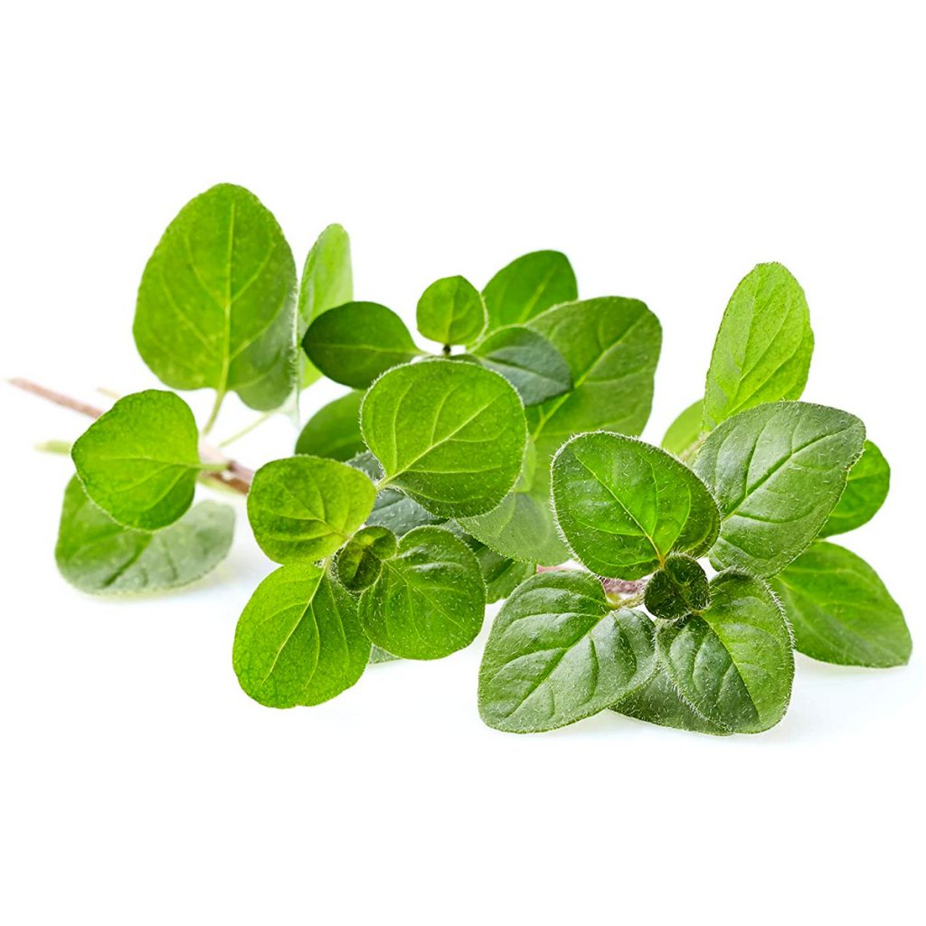 Oregano Extract
