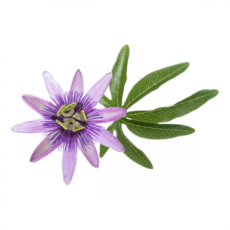 Passion Flower Herbal Extract