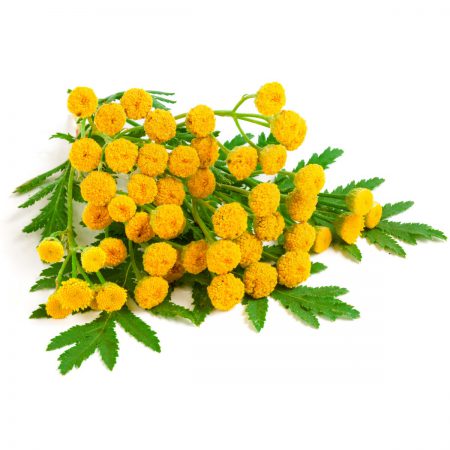 Tansy Herb Extract