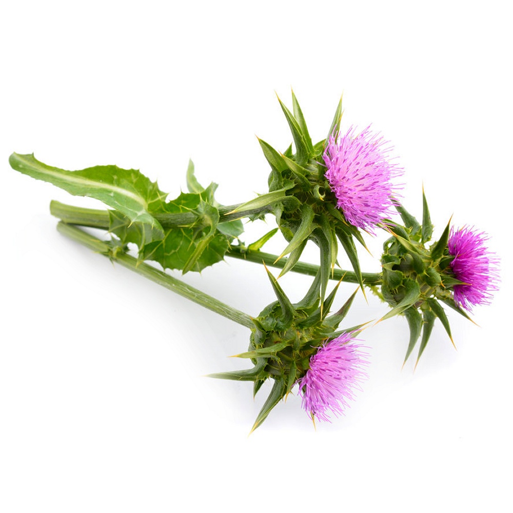 Blessed Thistle Herbal Extract