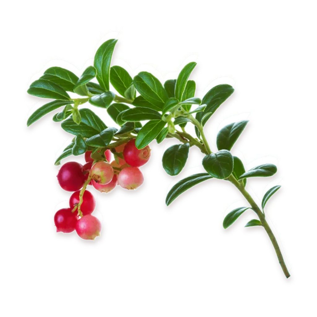 Uva Ursi Leaf Extract
