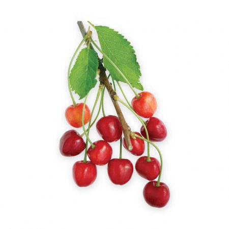 Wild Cherry Bark Extract