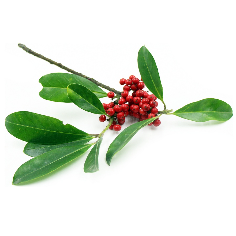 Yerba Mate Extract