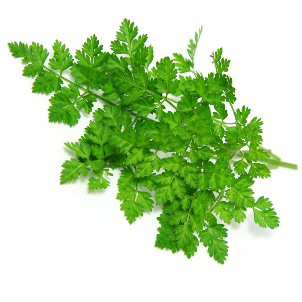 Chervil Herbal Extract