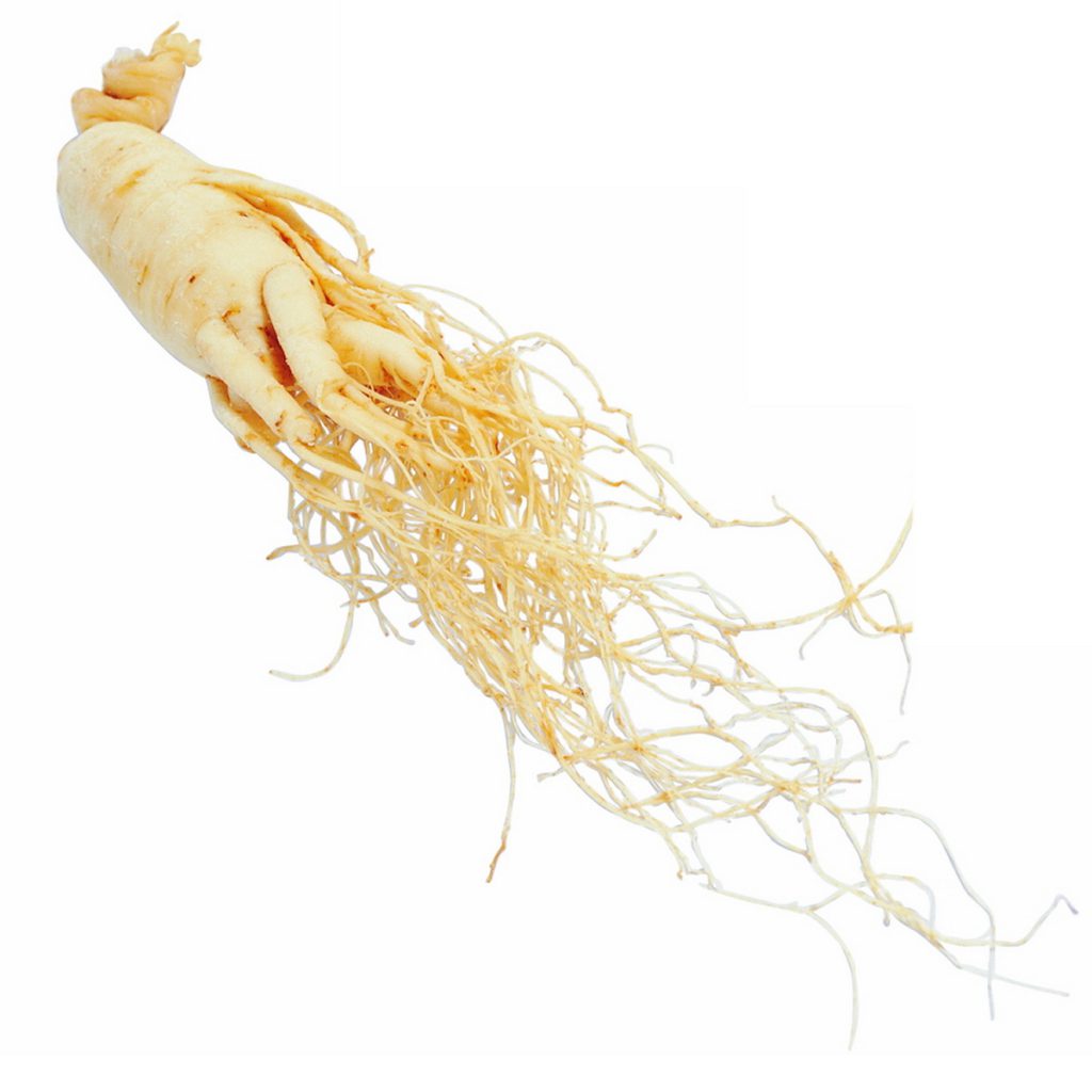 American White Ginseng, Whole Root, Large