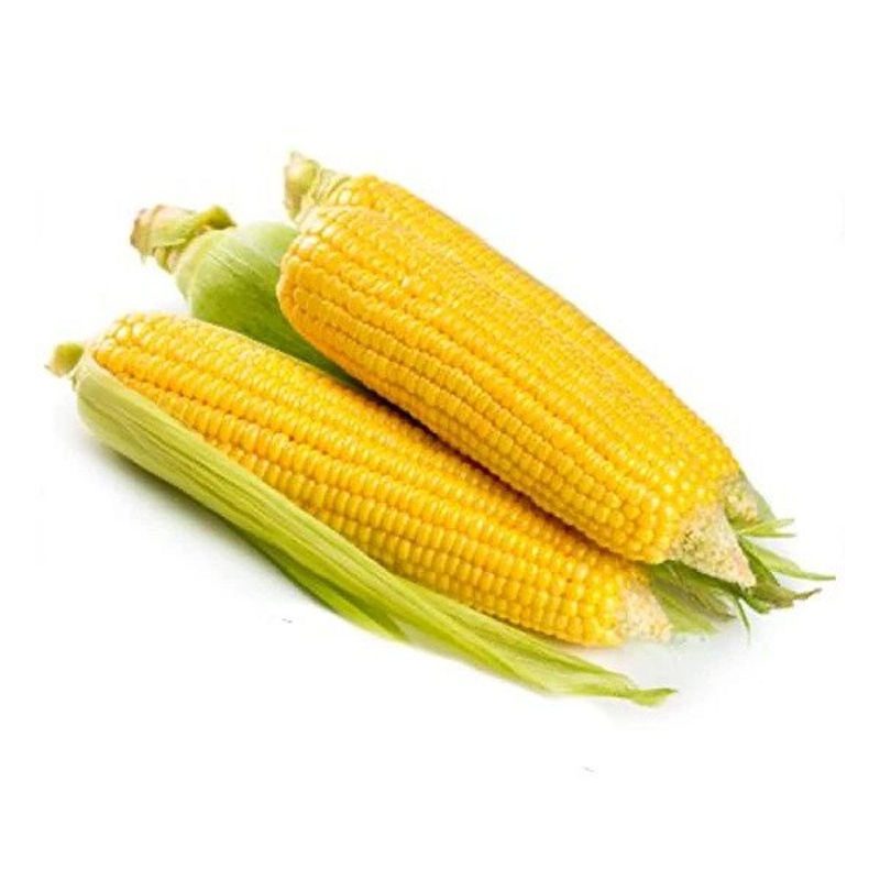 Corn, Sweet, Golden Bantam Seeds