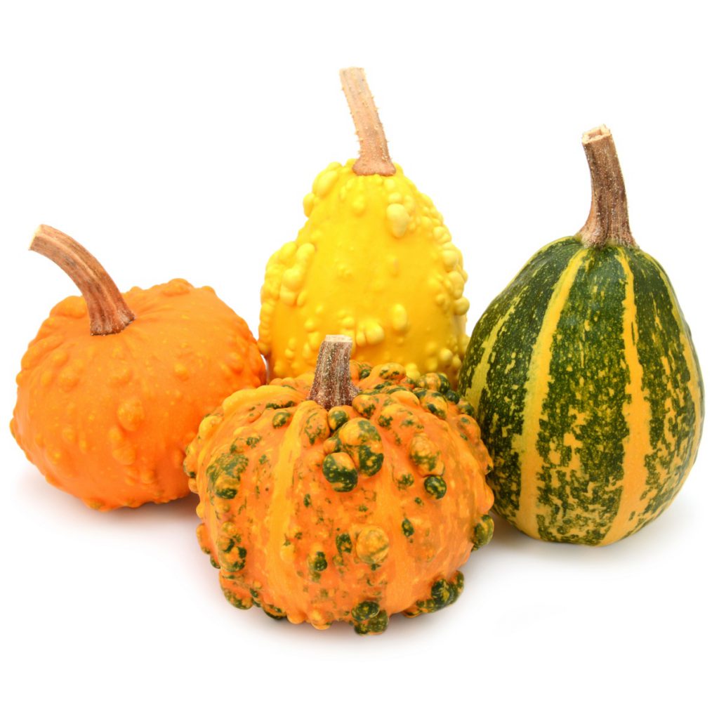 Gourd, Small Decorative Seeds (assorted sizes & colors)