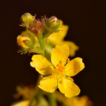 Agrimony Seeds