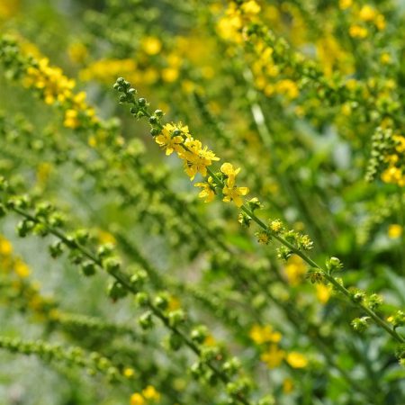 Agrimony Seeds