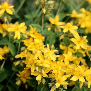 Agrimony Seeds