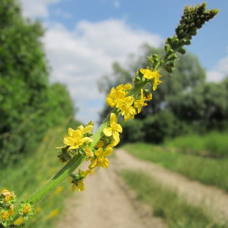 Agrimony Seeds