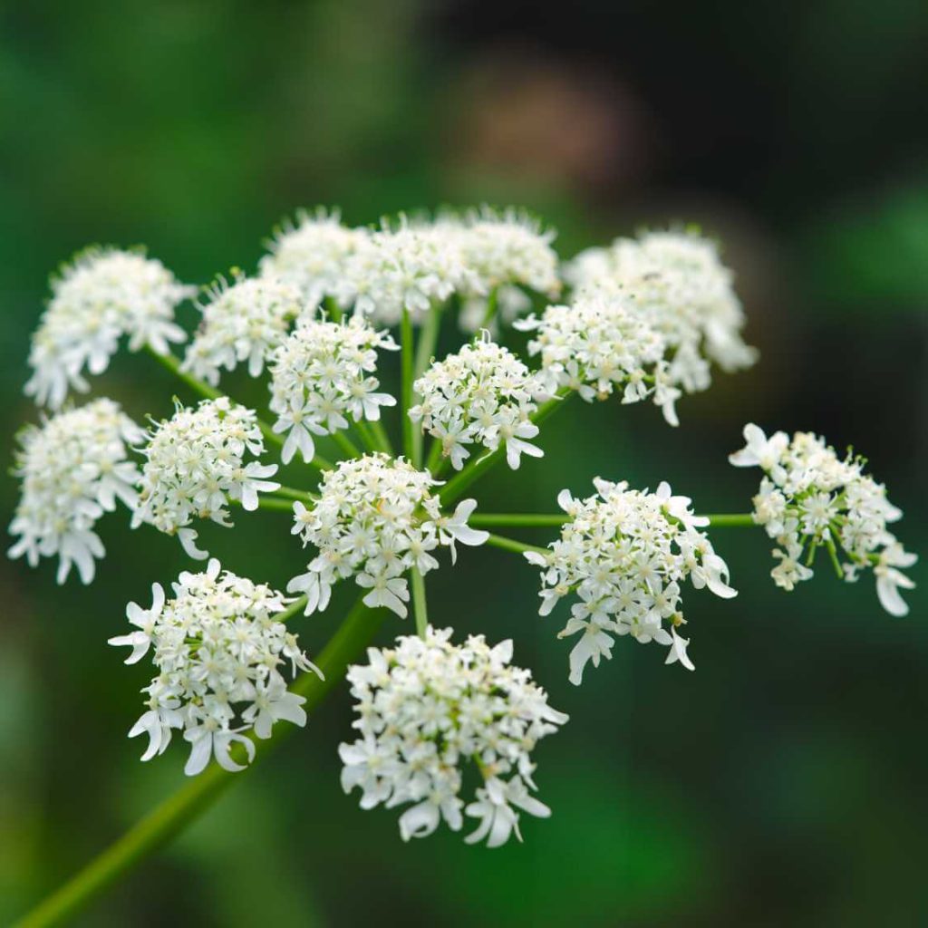 Angelica Seeds