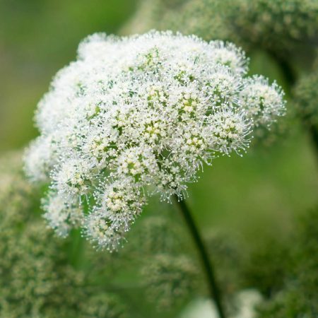 Angelica Seeds
