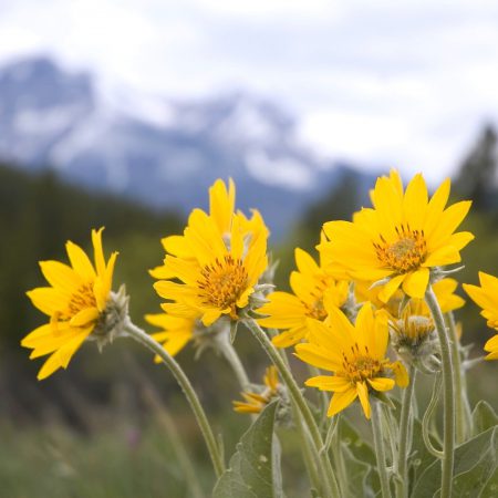 Arnica Seeds
