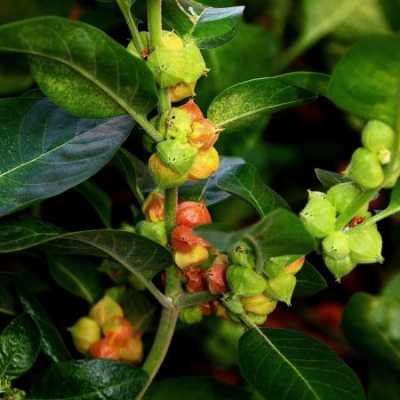 Ashwagandha Seeds