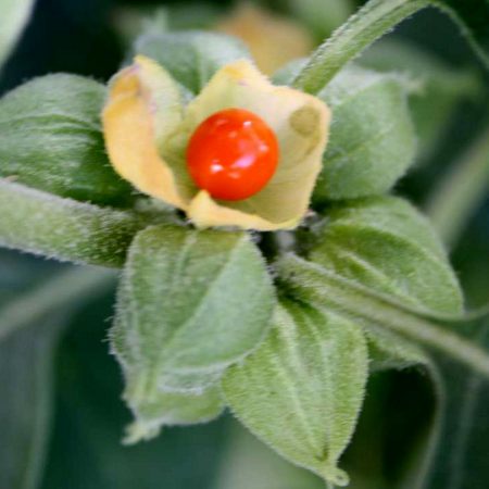 Ashwagandha Seeds