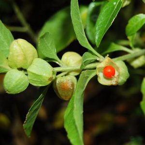 Ashwagandha Seeds