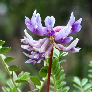 Astragalus, Milk Vetch Seeds