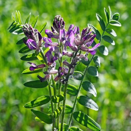 Astragalus, Milk Vetch Seeds