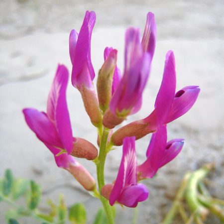 Astragalus, Milk Vetch Seeds