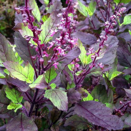 Basil, Holy (Tulsi), Purple Seeds