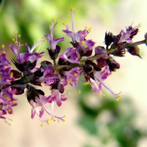 Basil, Holy (Tulsi), Purple Seeds